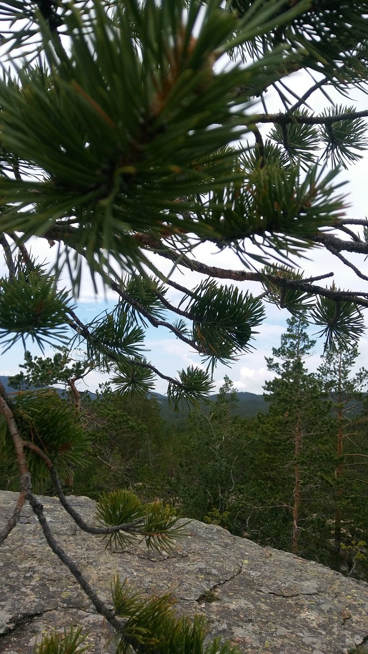 Mountain