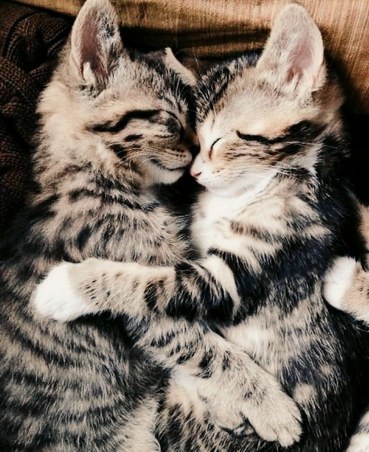 kittens