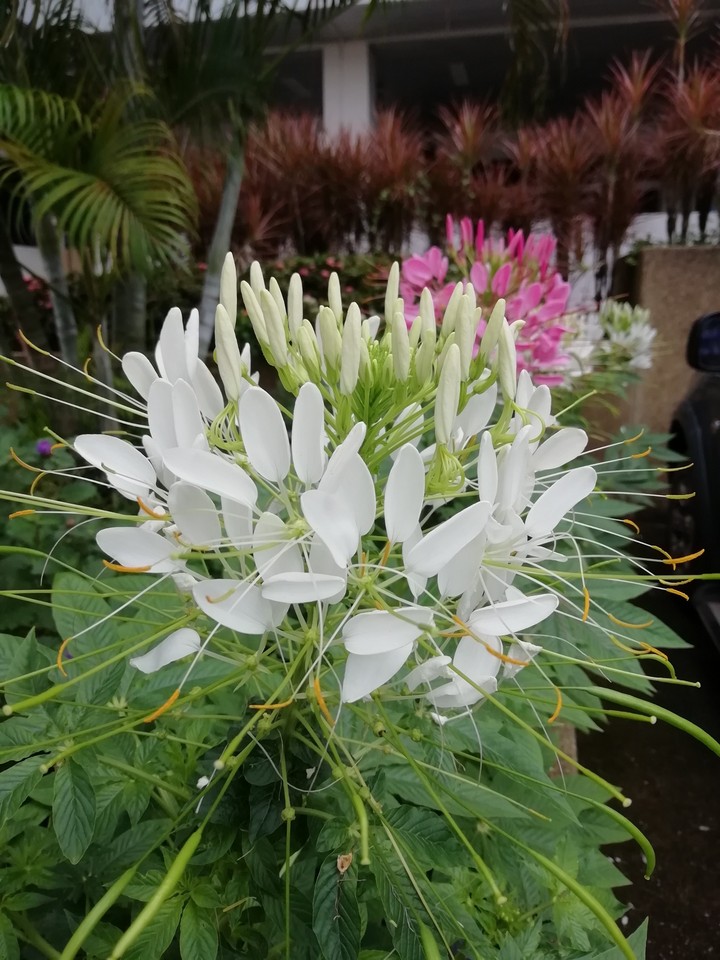 ดอกไม้