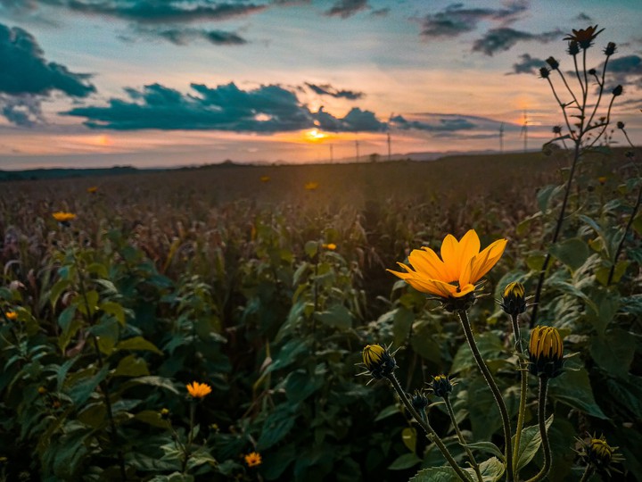 Yellow flowers in sunset