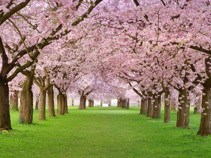 pink trees