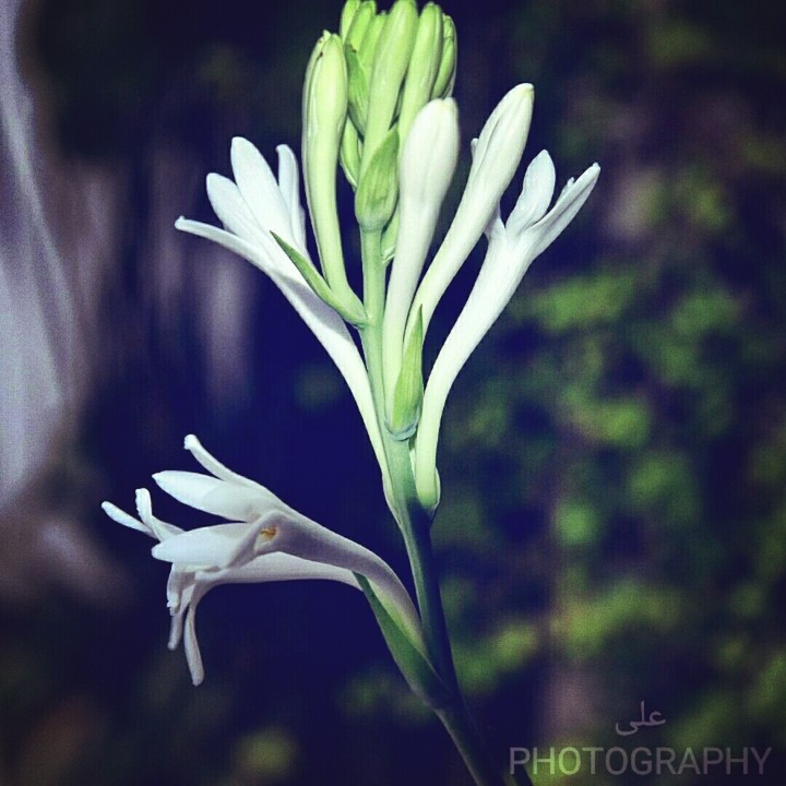 white flower
