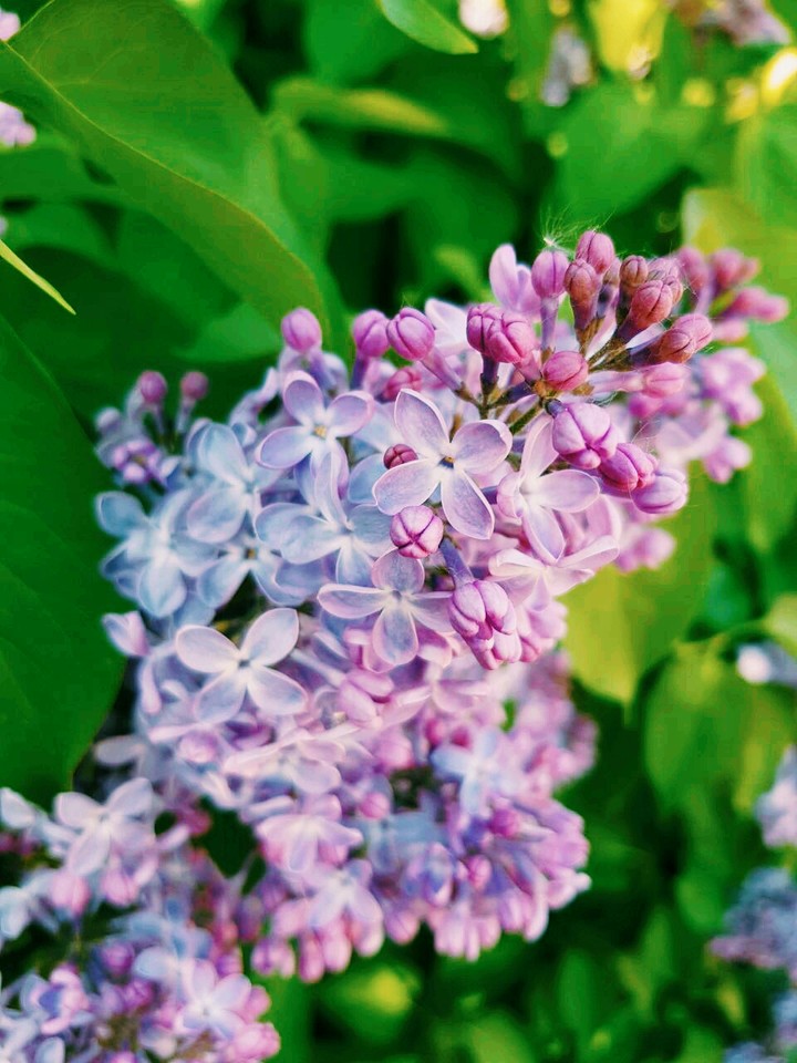 сирень