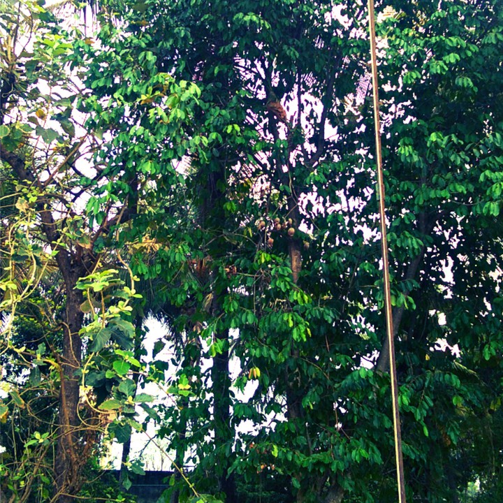 tree