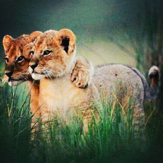 brother