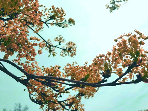 peach branched