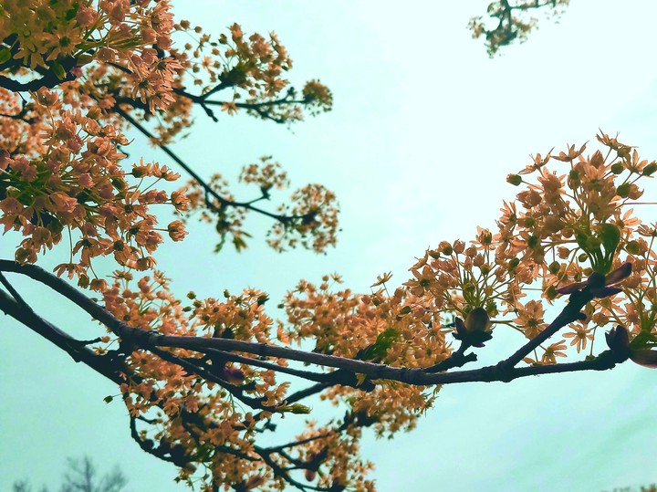peach branched