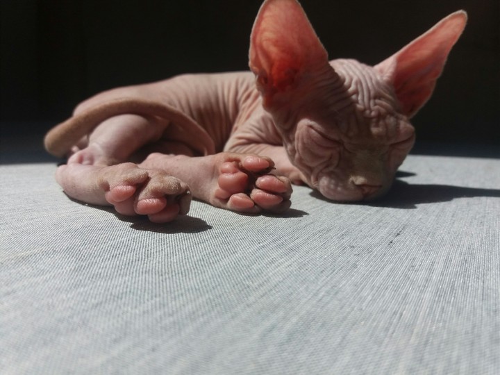cat