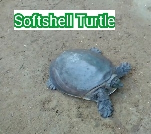 TURTLE