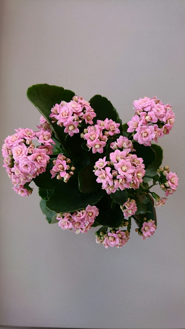 kalanchoe