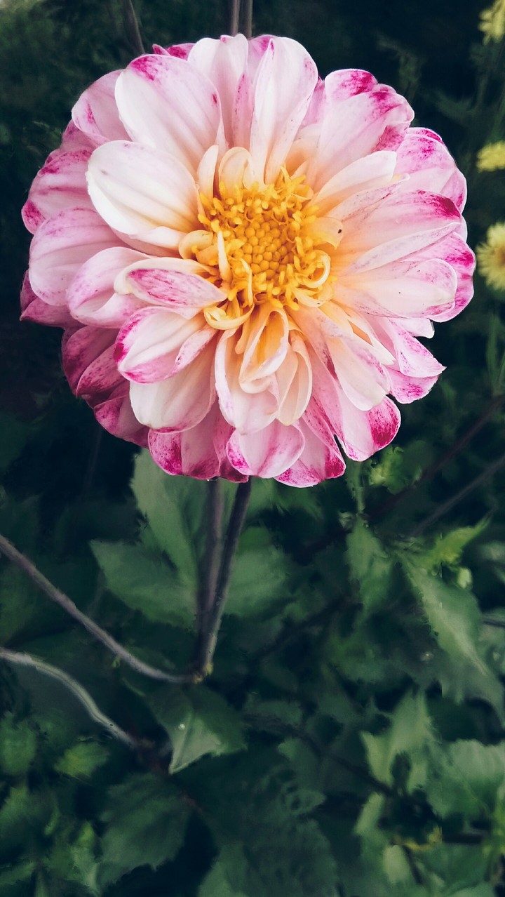 natural