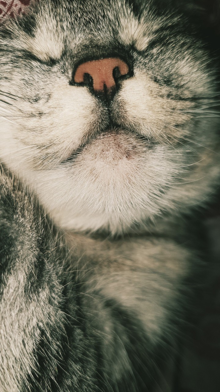 Sweetness