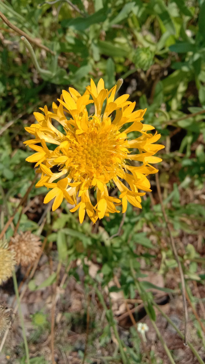yellow flower