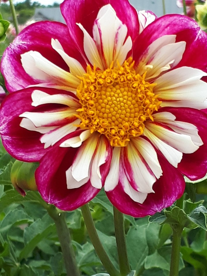 fleurs