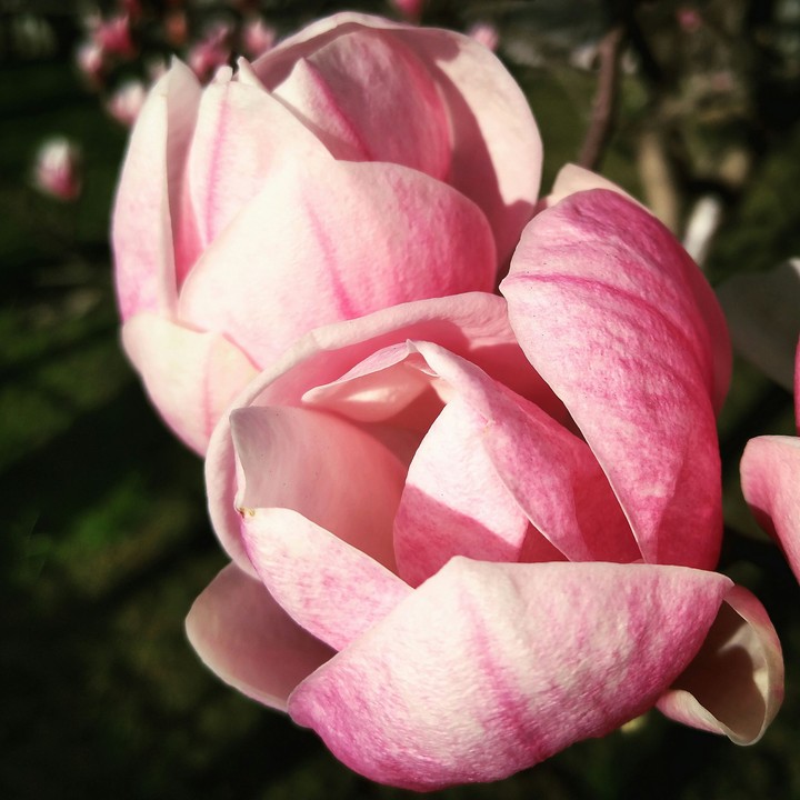 magnolia