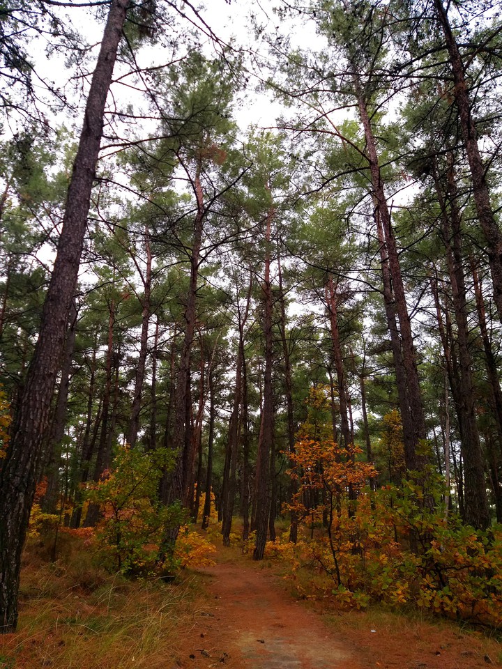 Autumn