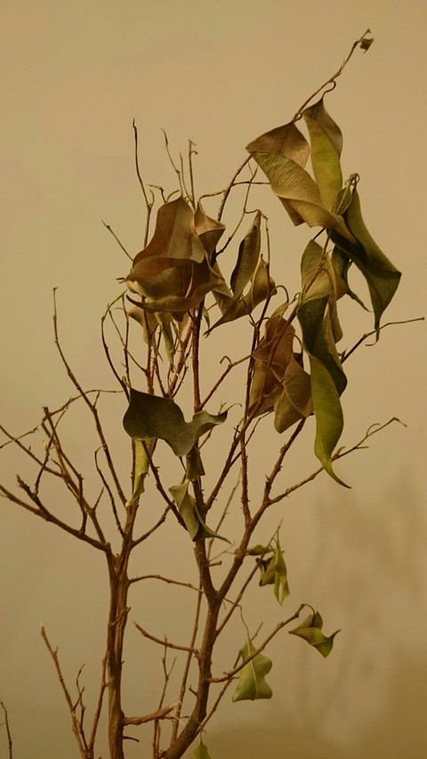 lifeless, tree achtergronden