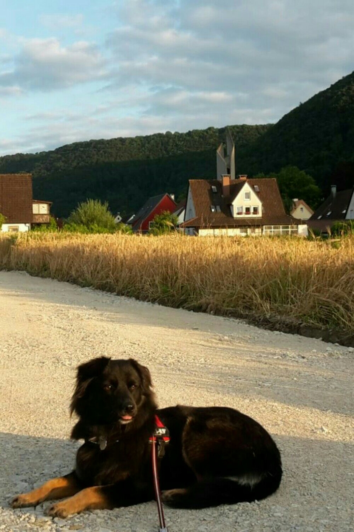 cute dog