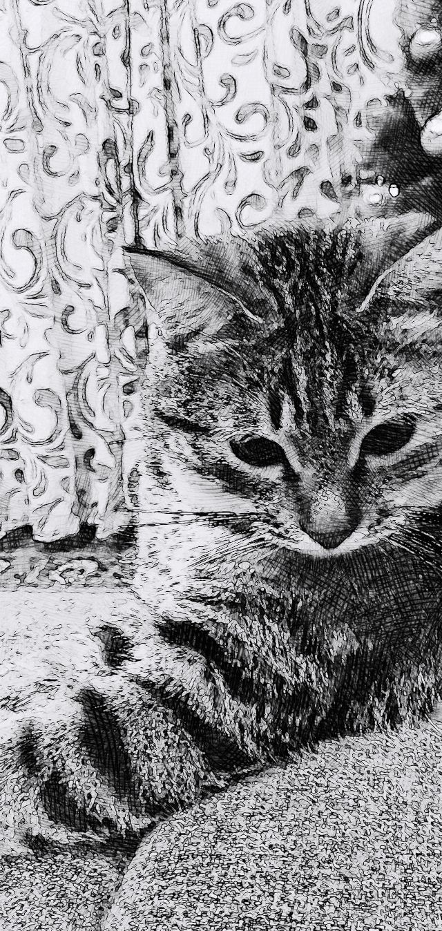 кот