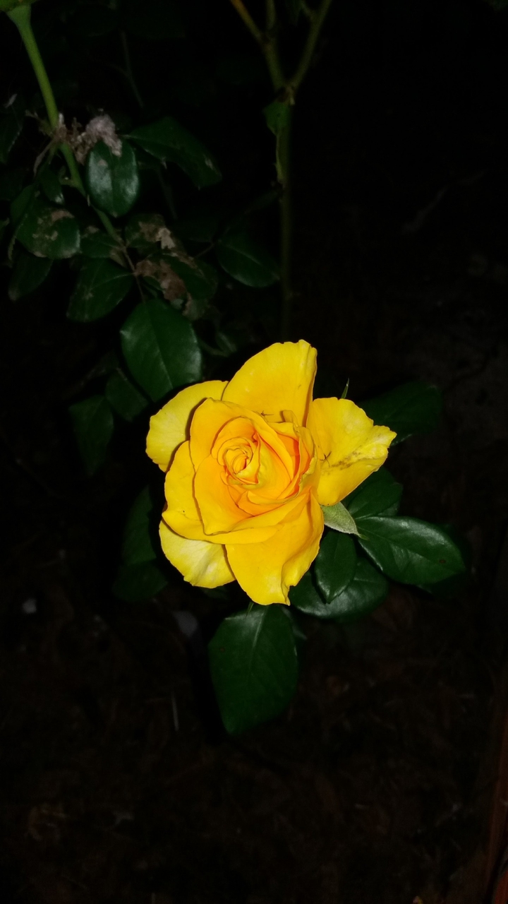 rosa amarela