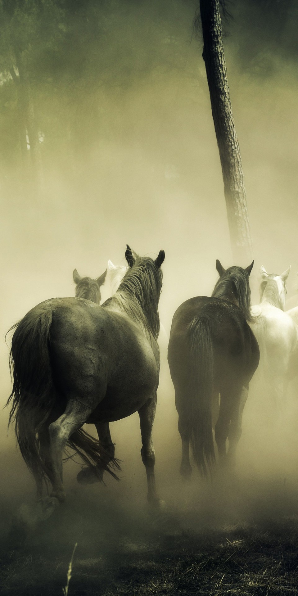 horses