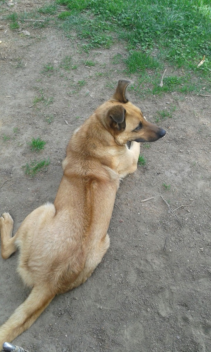The dog