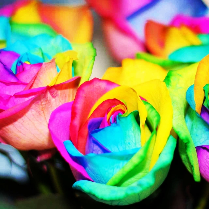 Rainbow Roses