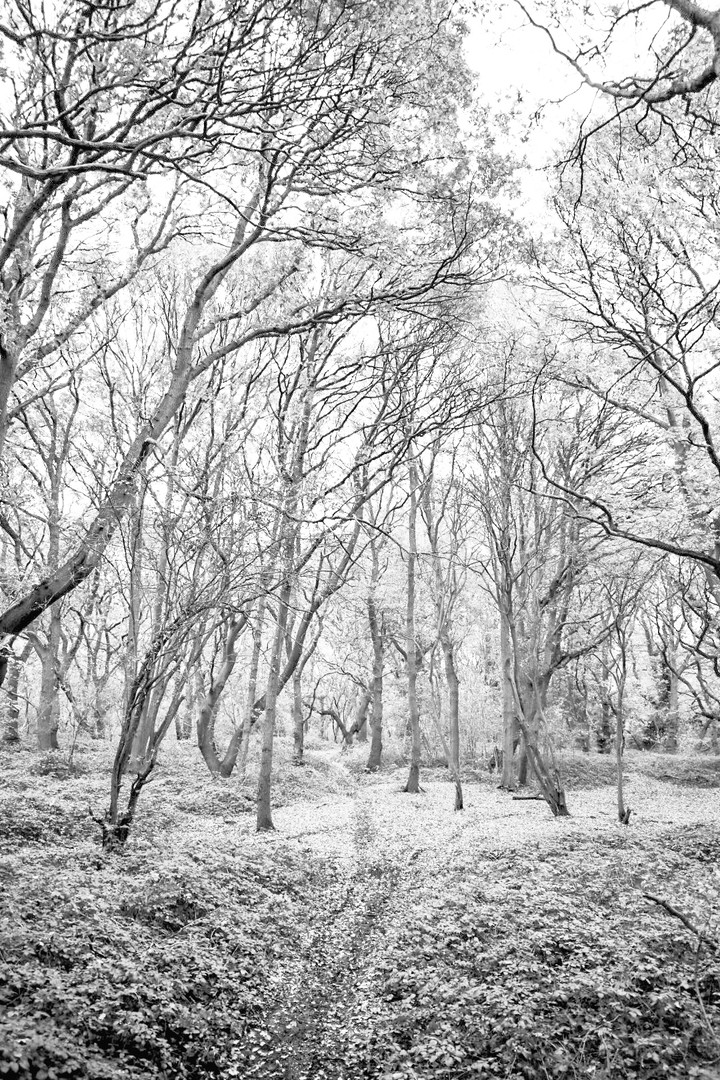 winter wonderland
