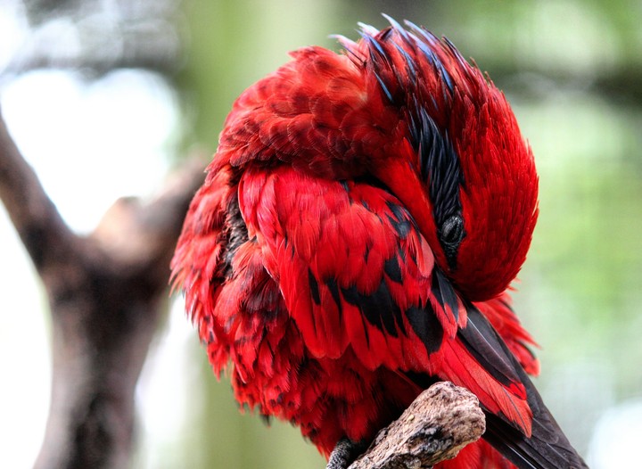Parrot