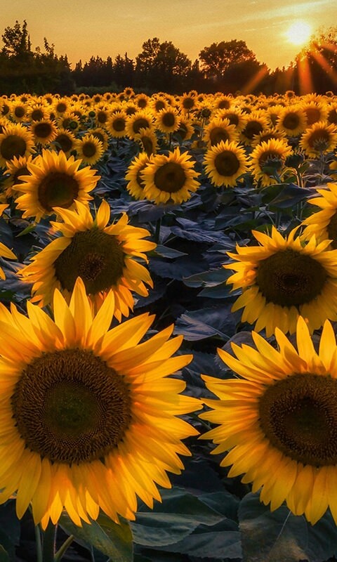 tournesol