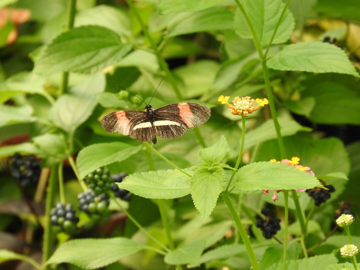 flying butterfly