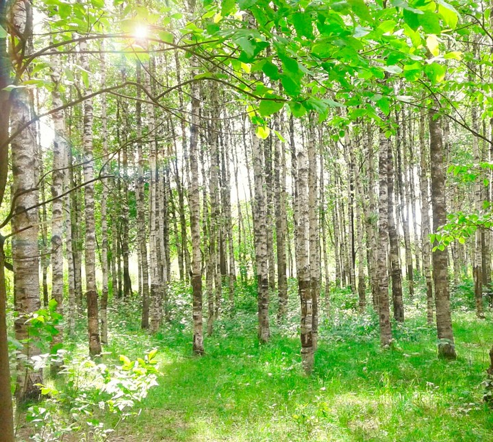 берёзки