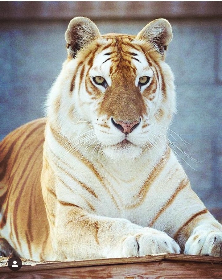 white tiger