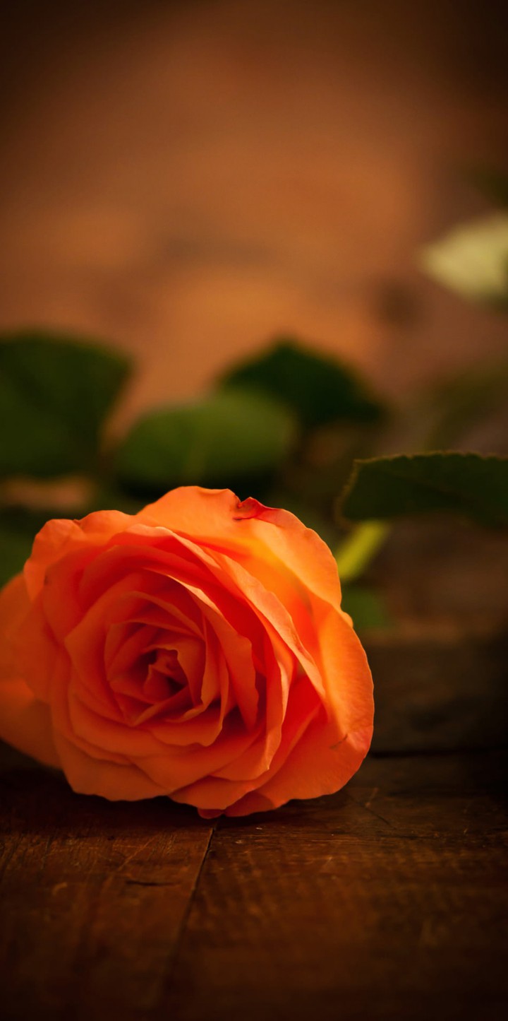 rose