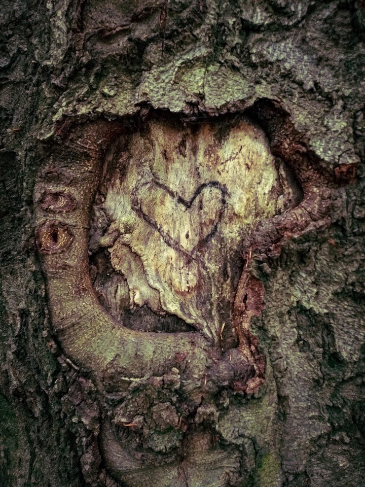 Tree of love