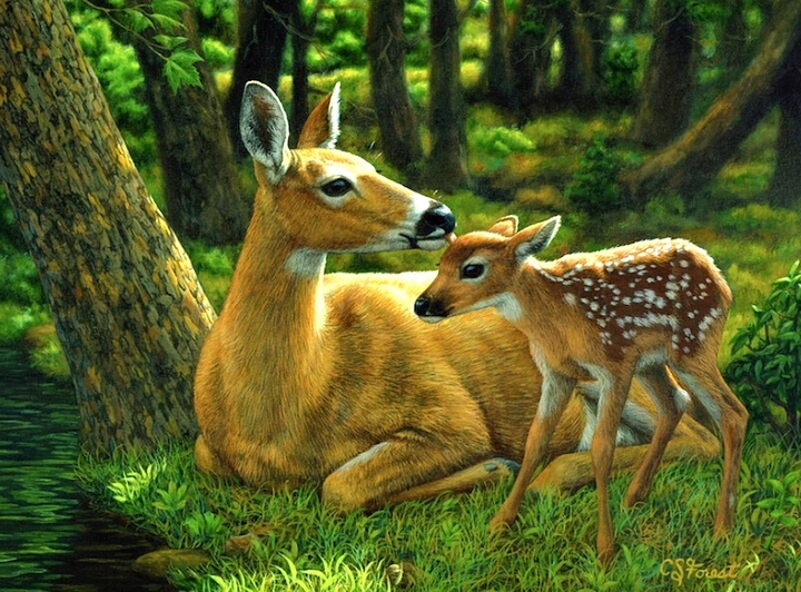 Mother and fawn