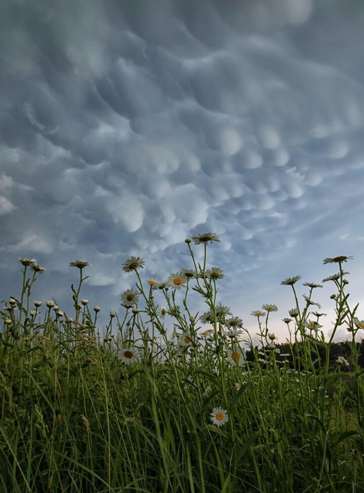 Daisies and Mamatus