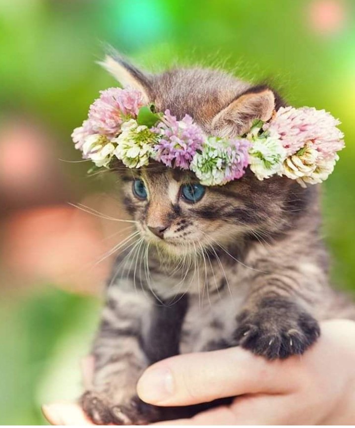 cat and flowers