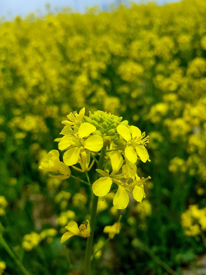 Rape flower