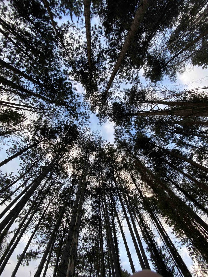 forest