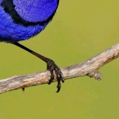 4x Fairy wren