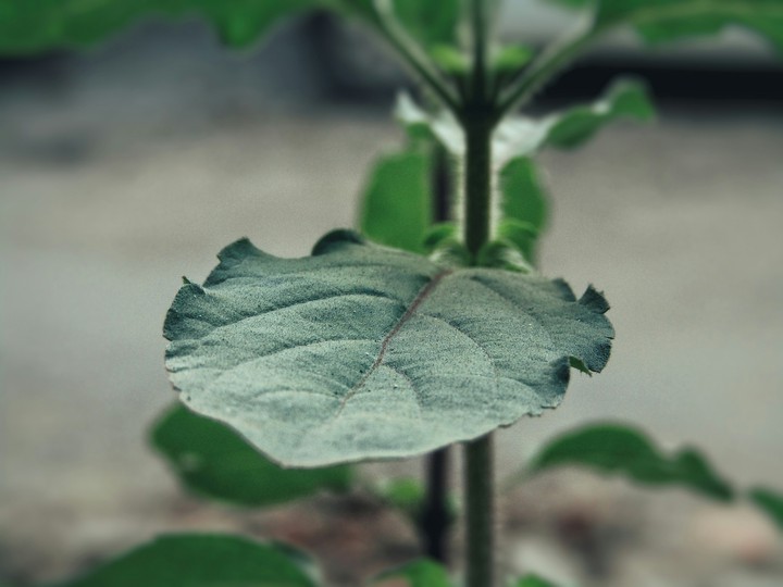 Leaf