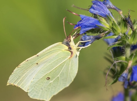 fonds d'écran insect, petal
