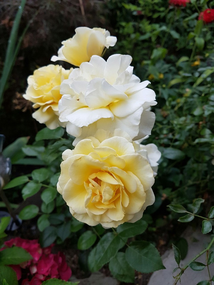 Mom's Garden