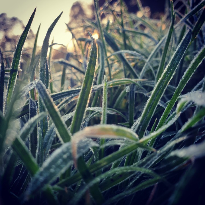 Kensigton Garden alas 7 a.m.