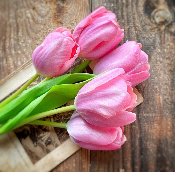 delicate tulips ...
