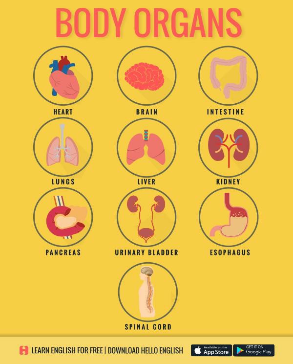 body organs