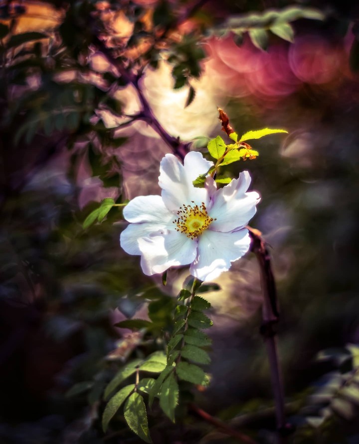 ~•°♤°•°❀°•°❀°•°❀°•°❀°•°♤•°~