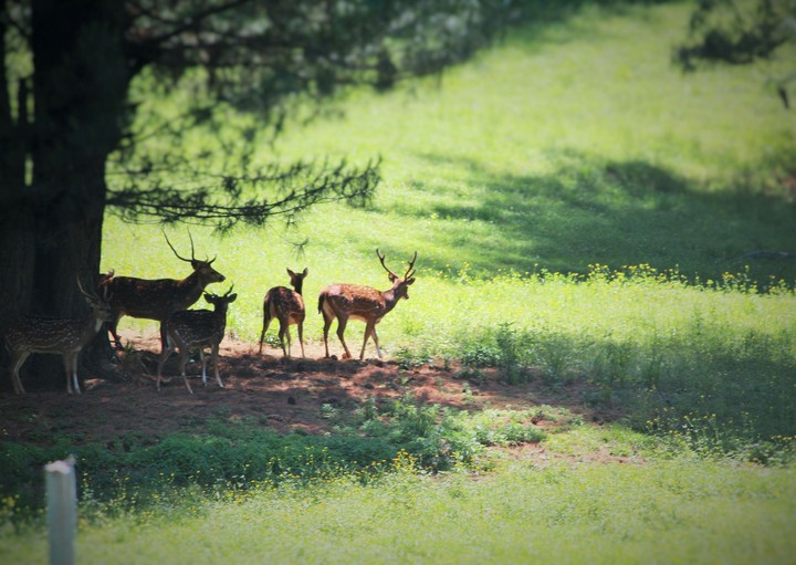 Wildlife