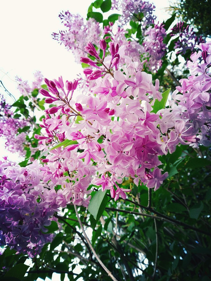 spring